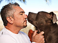Cesar Millan and dog