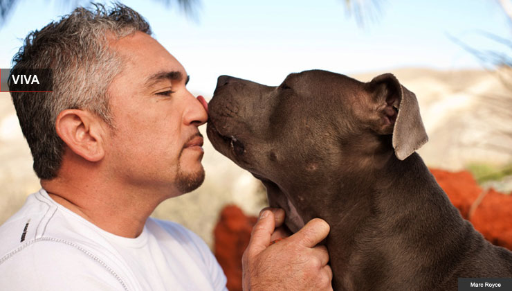 Cesar Millan and dog.