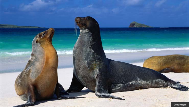 Galapagos sea lions 