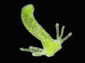 hydra
