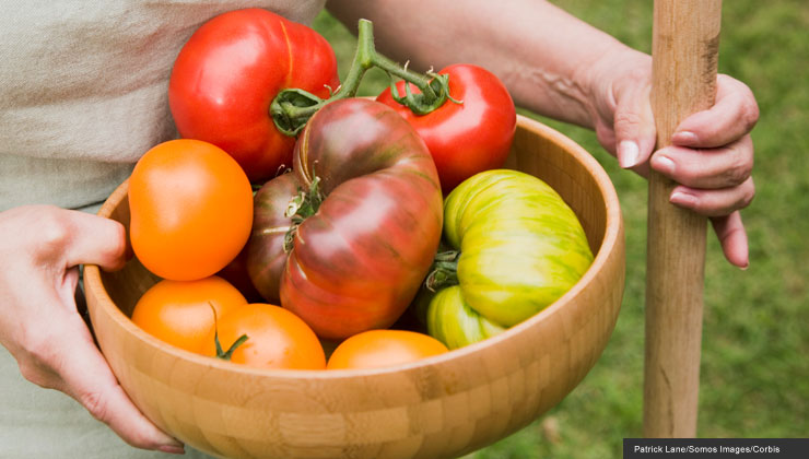 bowl of ripe multi-colored tomatoes