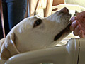 Perro labrador tocando la mano de su amo