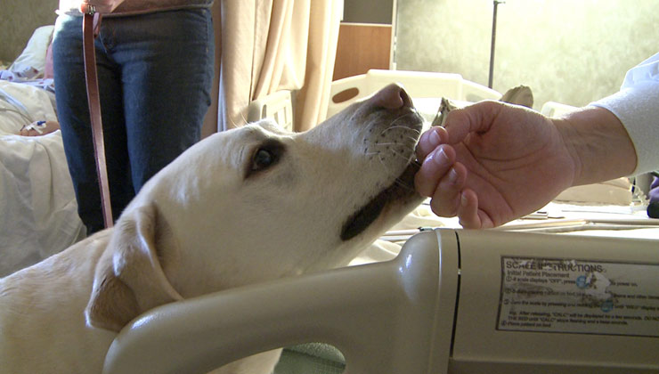 Perro labrador tocando la mano de su amo