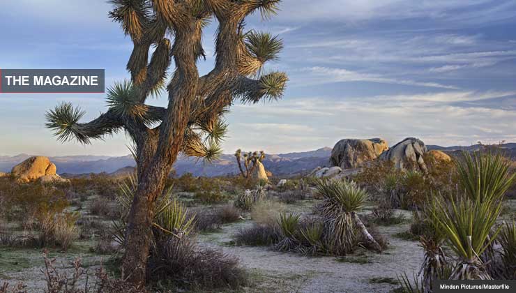 Joshua Tree National Park, California