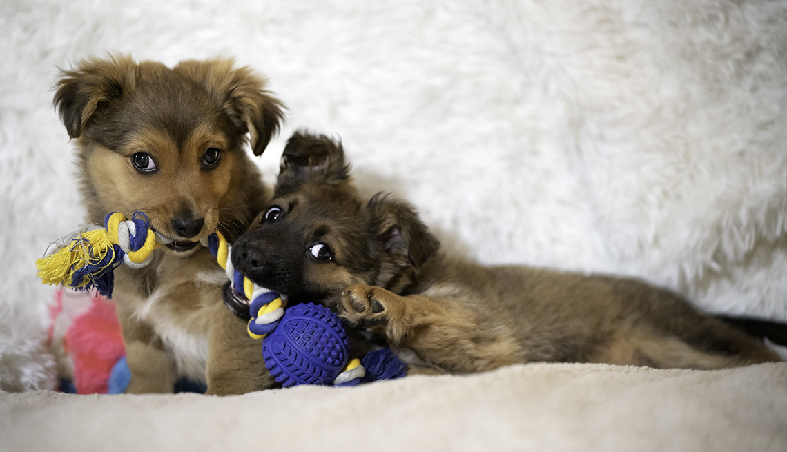 https://www.aarp.org/content/dam/aarp/home-and-family/family-and-friends/2024/01/1140-puppies-playing-with-toys.jpg