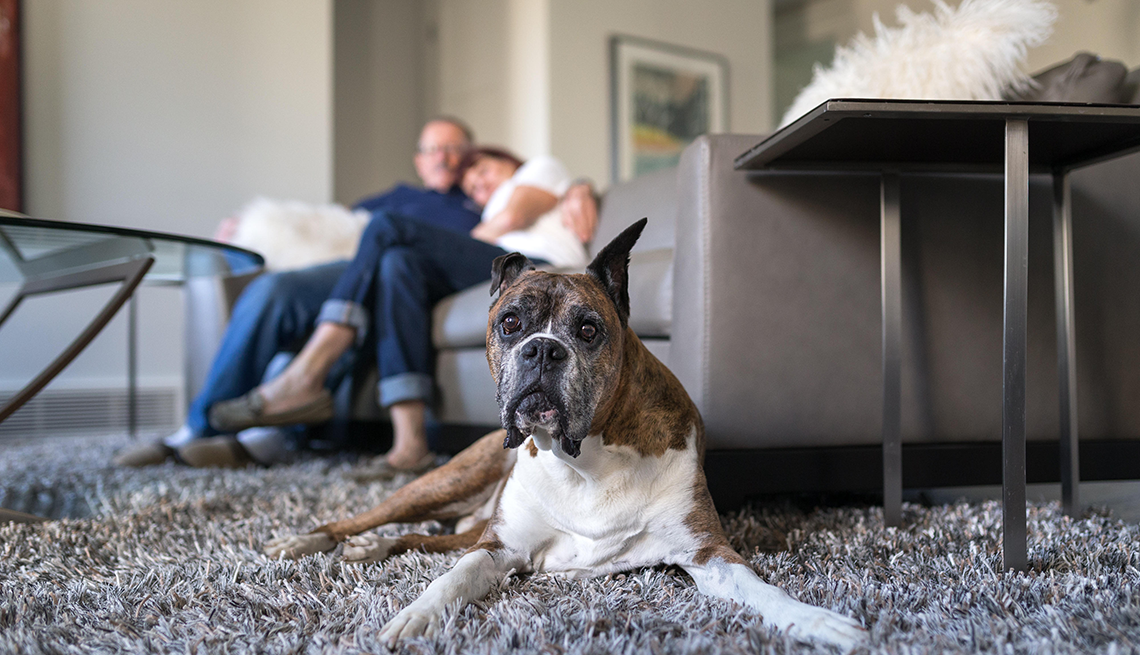 Vacaciones con tu perro: consejos para una estadía ideal