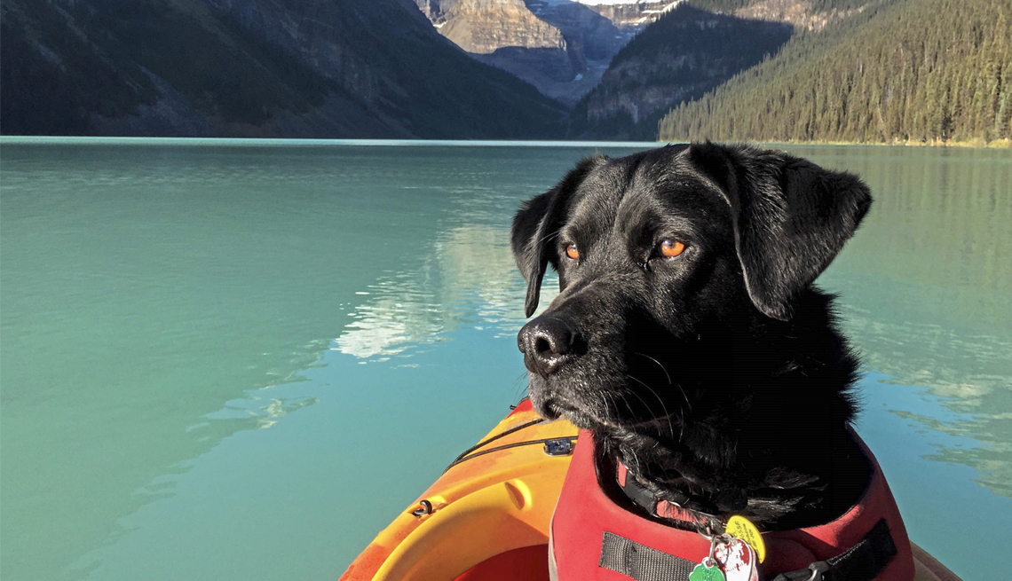 edgar a labrador retriever mix enjoying himself at lake ouise in alberta canada