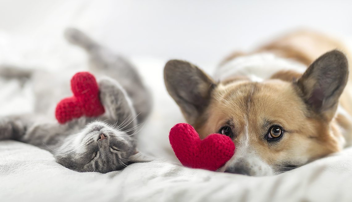 Un gato y un perro en una cama y cada uno tiene un corazón tejido Un gato y un perro en una cama y cada uno tiene un corazón tejido