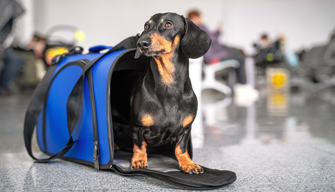 Perro dentro de un maletín para transporte en un aeropuerto Perro dentro de un maletín para transporte en un aeropuerto